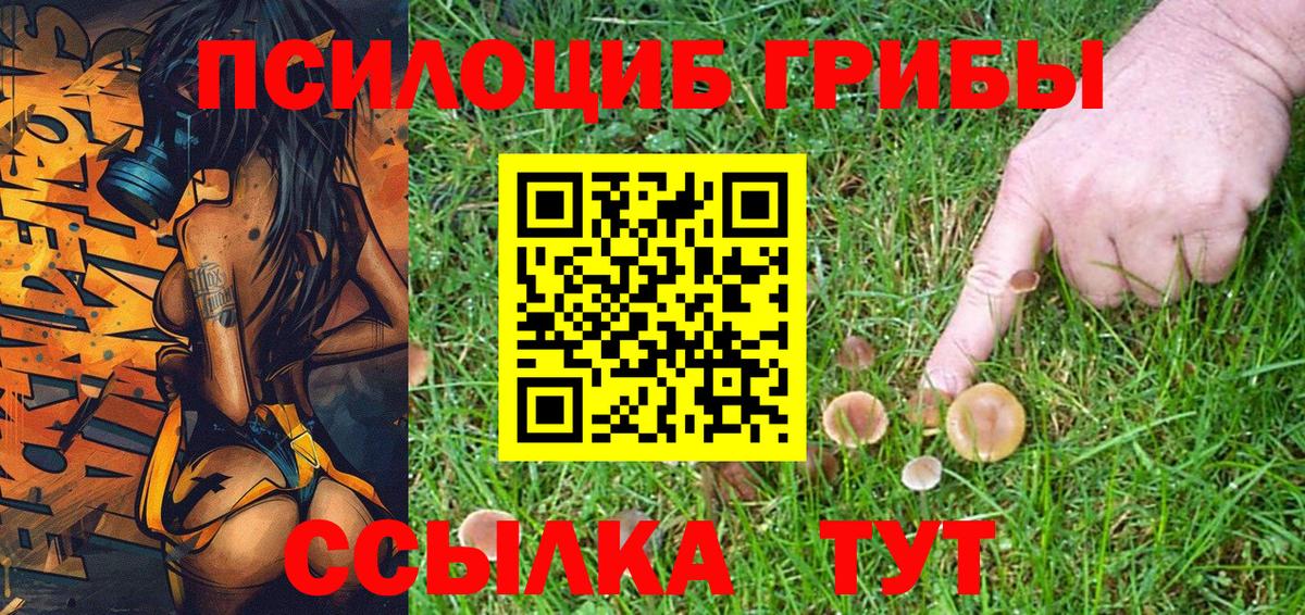 Псилоцибиновые грибы Psilocybe Абинск